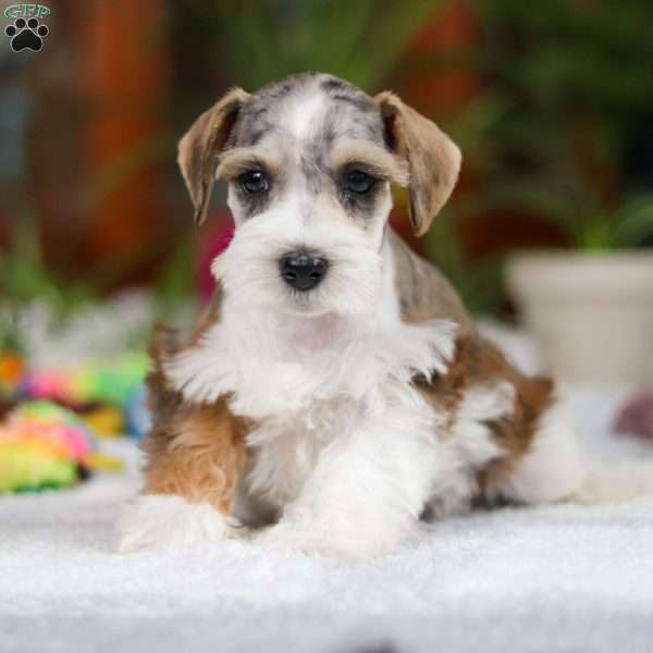 Bentley, Miniature Schnauzer Puppy